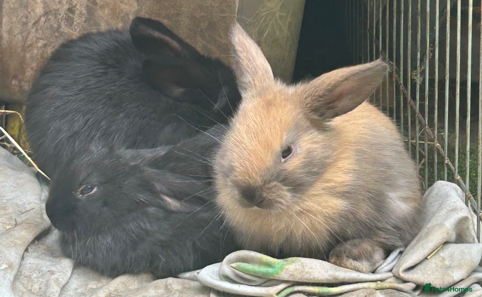 Mixed Breed rabbits Rabbits - Advert 21