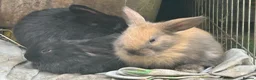 Mixed Breed rabbits for sale: Rabbits - Advert 1