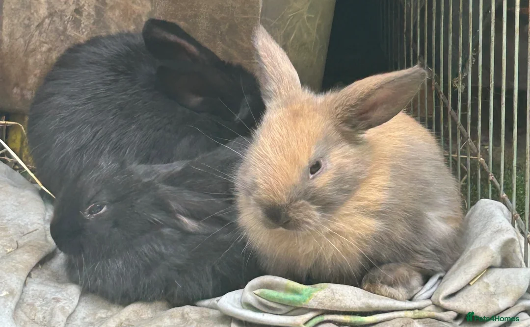 Mixed Breed rabbits for sale: Rabbits - Advert 1