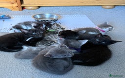 Mixed Breed cats for sale: Beautiful siamese mix kittens - Image 2