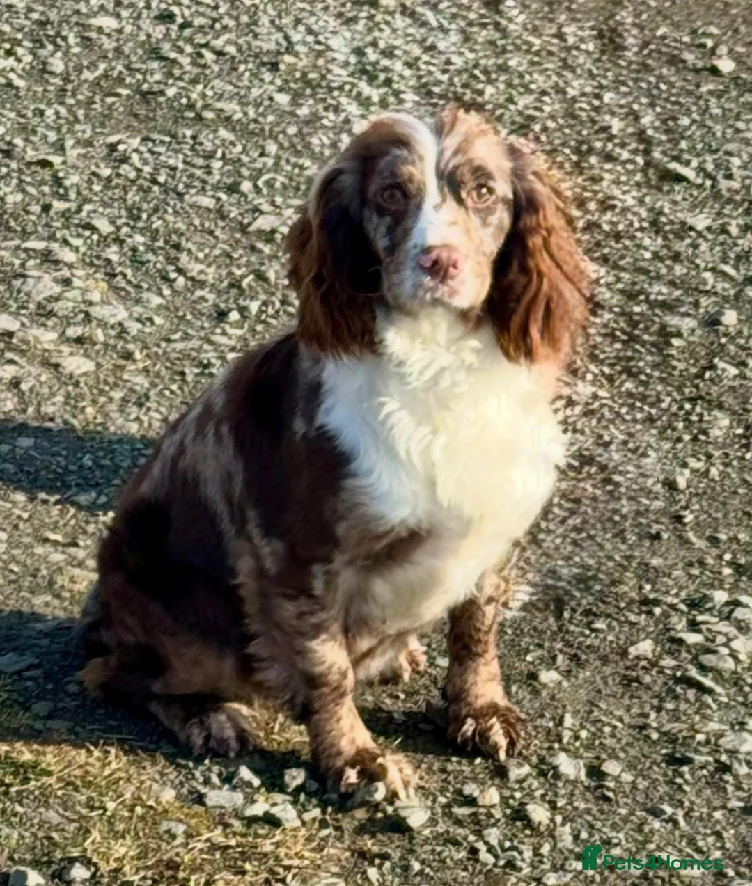 Cockapoo dogs for sale: F1 cockapoo in Morpeth - Advert 2