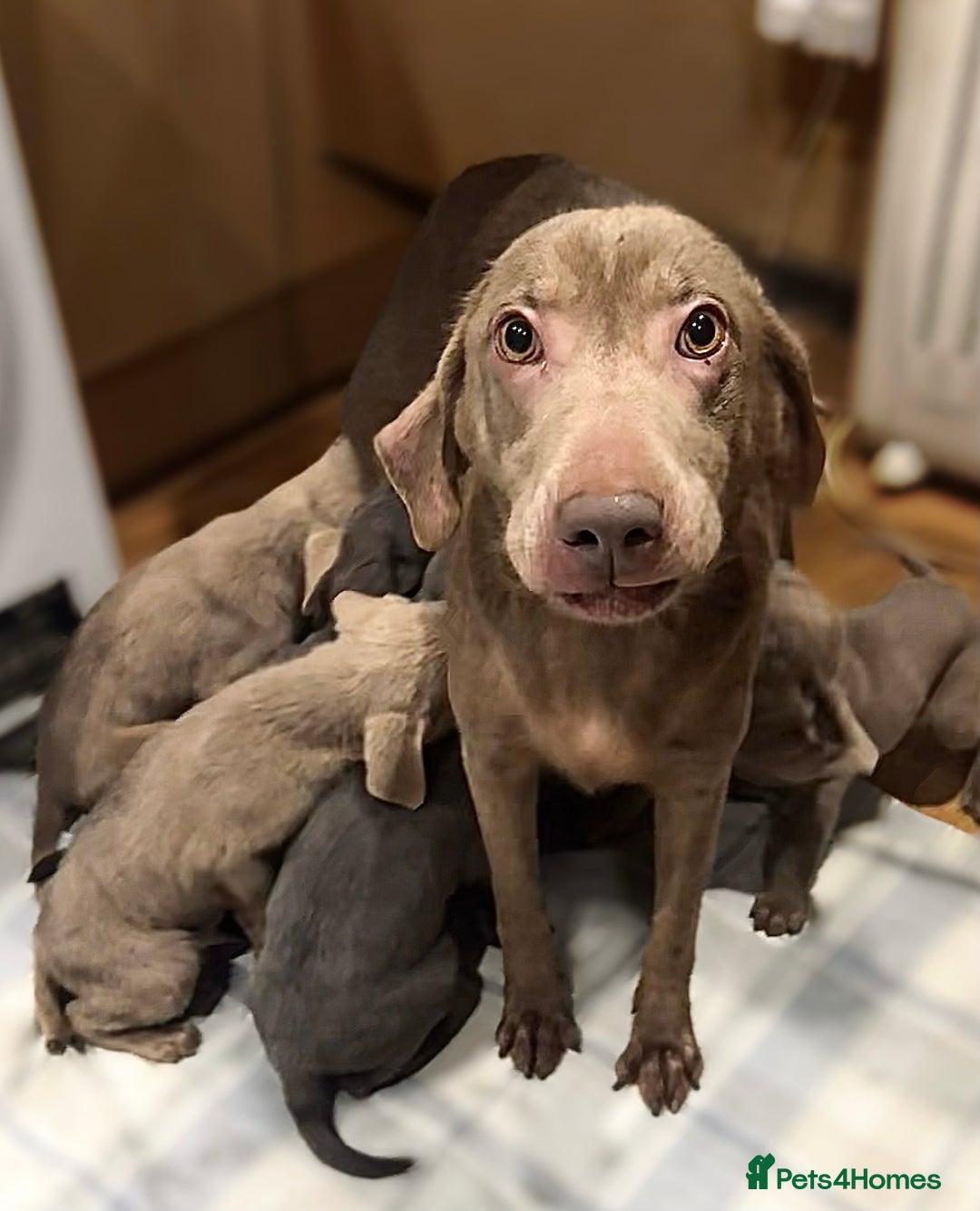 Labrador Retriever dogs for sale: KC SILVER & CHARCOAL Labrador Puppys  - Image 16