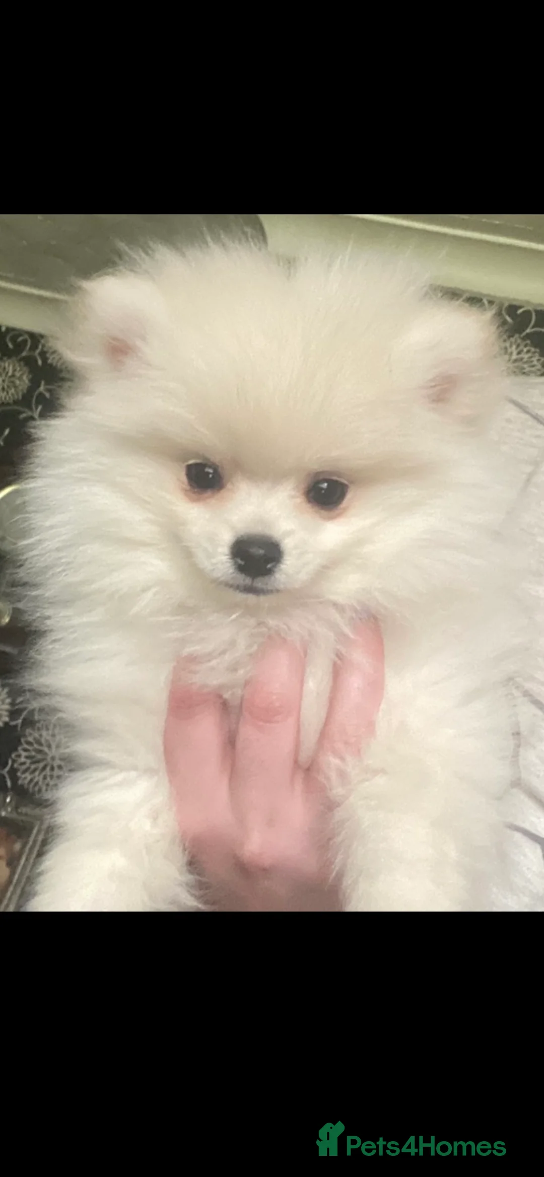 Pomeranian dogs for stud: 1.9kg tiny Proven Ukraine import stud kc reg  in Ferryhill - Advert 25