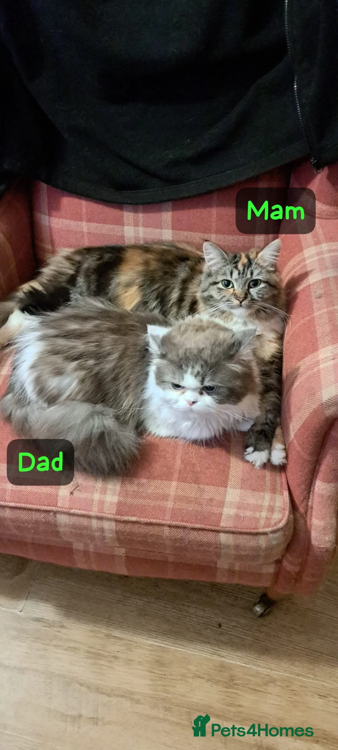 Persian cats for sale: Doll-faced Persian Kittens - Advert 2