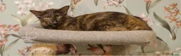 Oriental cats for sale: Beautiful Chocolate Tortie Oriental Longhair in Oswestry - Advert 10
