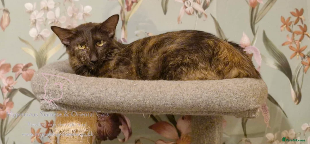 Oriental cats for sale: Beautiful Chocolate Tortie Oriental Longhair in Oswestry - Advert 10