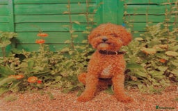 Cavapoo dogs for stud: STUD DOG Rupert Bear the Cavapoo - Image 2