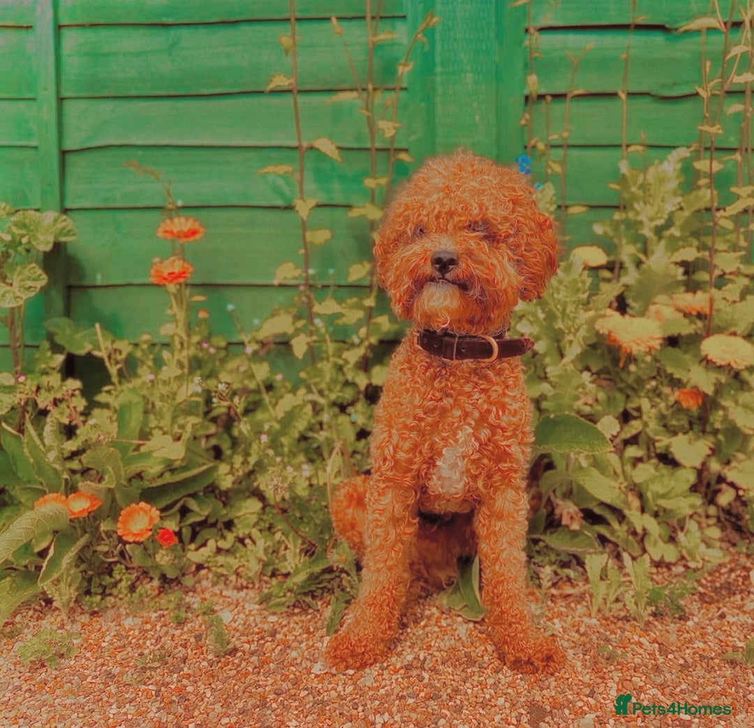 Cavapoo dogs for stud: STUD DOG Rupert Bear the Cavapoo - Image 2