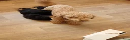 Cavapoo dogs for sale: F1 Cavapoo pups for sale - Advert 2