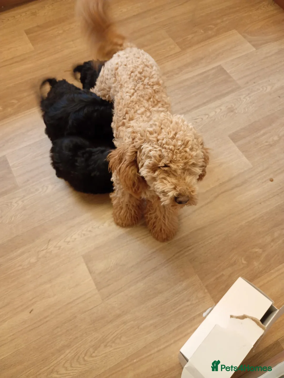 Cavapoo dogs for sale: F1 Cavapoo pups for sale - Advert 2