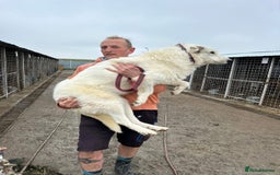 Mixed Breed dogs for adoption: Elena - Marlborough Wiltshire  - Advert 13