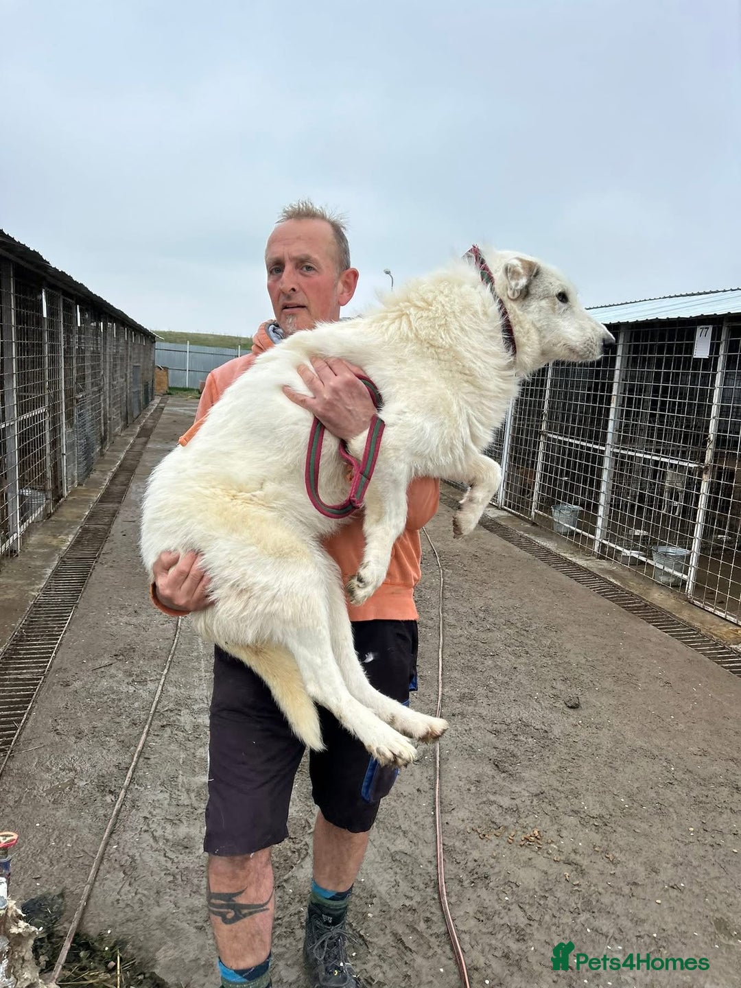 Mixed Breed dogs for adoption: Elena - Marlborough Wiltshire  - Advert 13