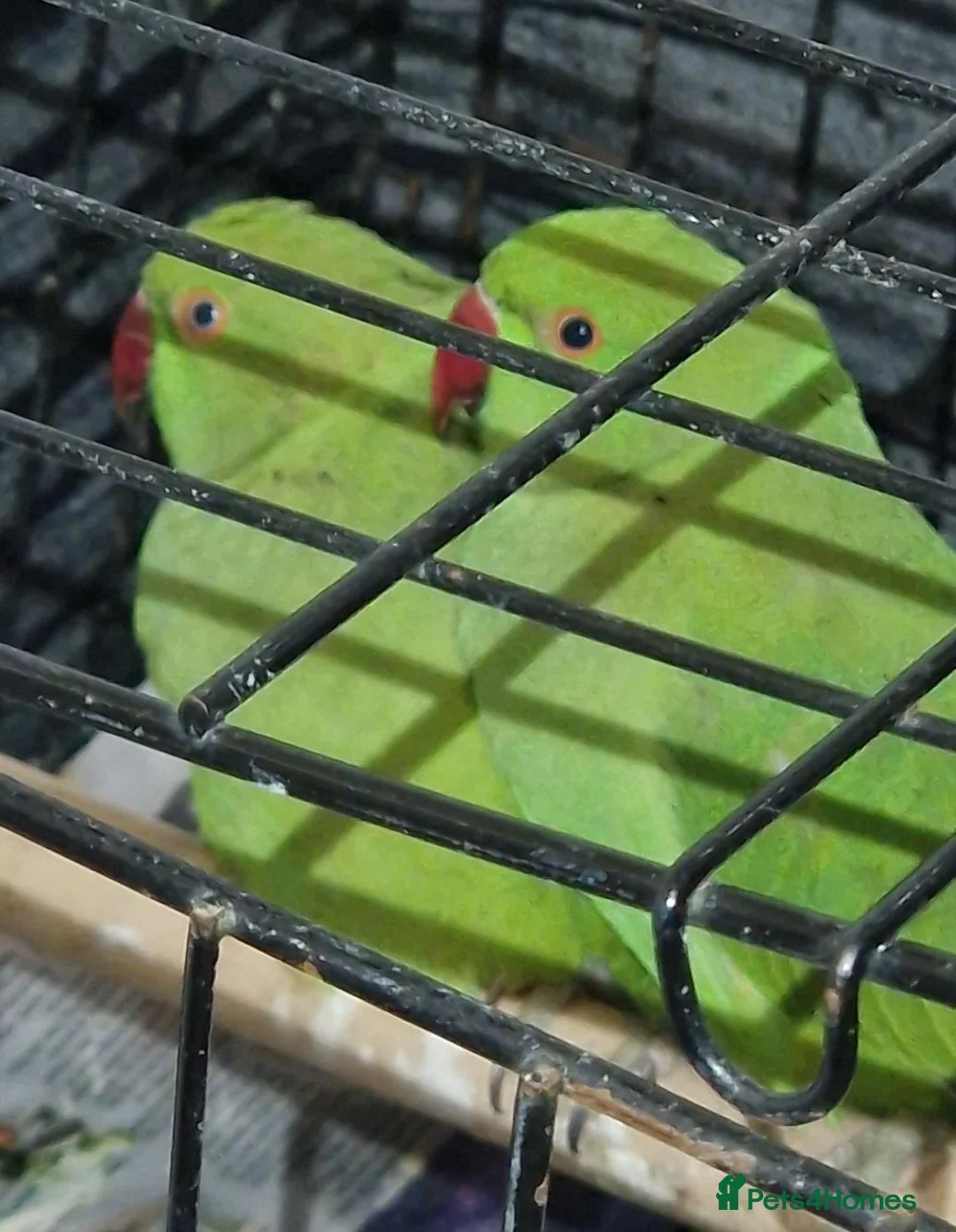 Ringnecks birds for sale: Beautiful Ringneck parrot for sale  in Stourbridge - Advert 2