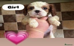 Cavalier King Charles Spaniel dogs for sale: Cavalier King Charles spaniels 💕 💙 💙 - Image 7