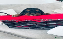 Cocker Spaniel dogs for sale: Gorgeous cocker spaniel puppies - Advert 5