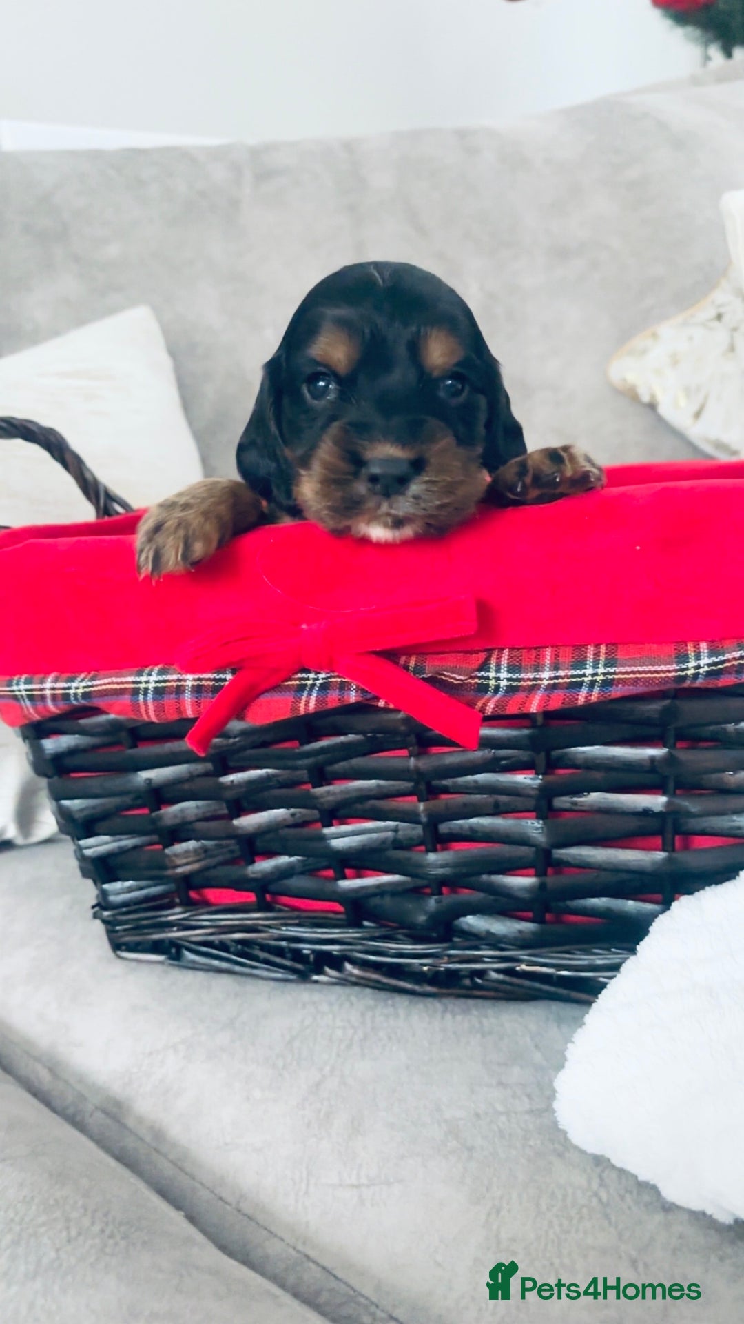 Cocker Spaniel dogs for sale: Gorgeous cocker spaniel puppies - Advert 5