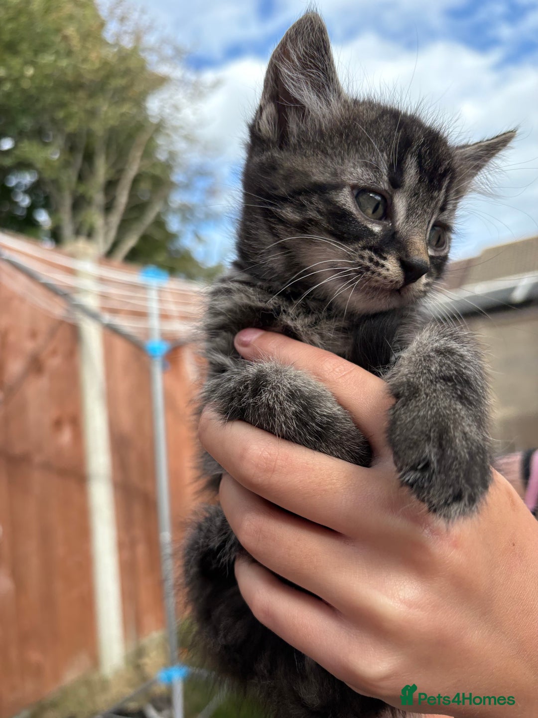 Domestic Shorthair cats for sale: 5 Beautiful kittens ready to leave  - Image 12