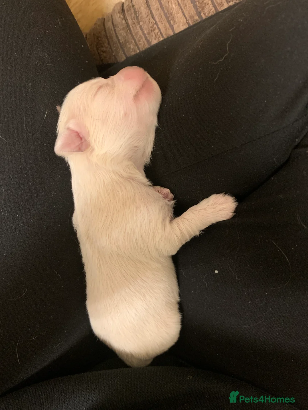 Mixed Breed dogs for sale: Shorkie Cross Chihuahuas - Advert 3