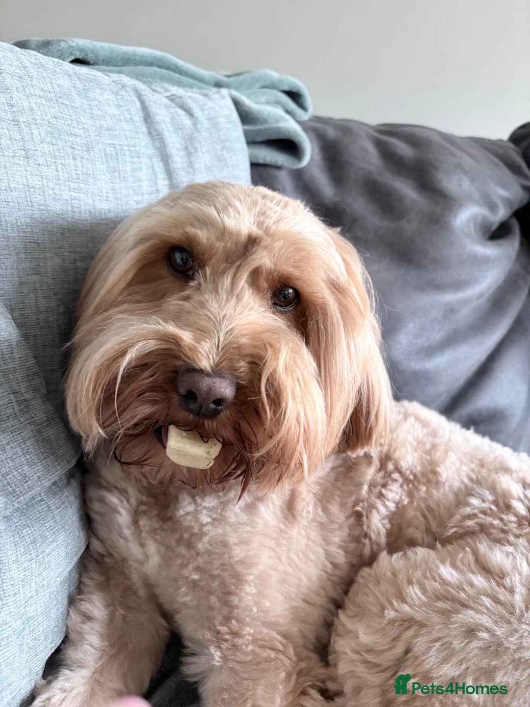 Cockapoo dogs for stud: Health Tested Clear Cockapoo F2b Stunning Stud  in Huddersfield - Advert 1