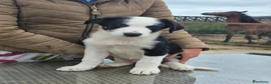 Border Collie 1