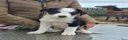 Border Collie dogs for sale: 3 stunning border collie pups - Advert 2