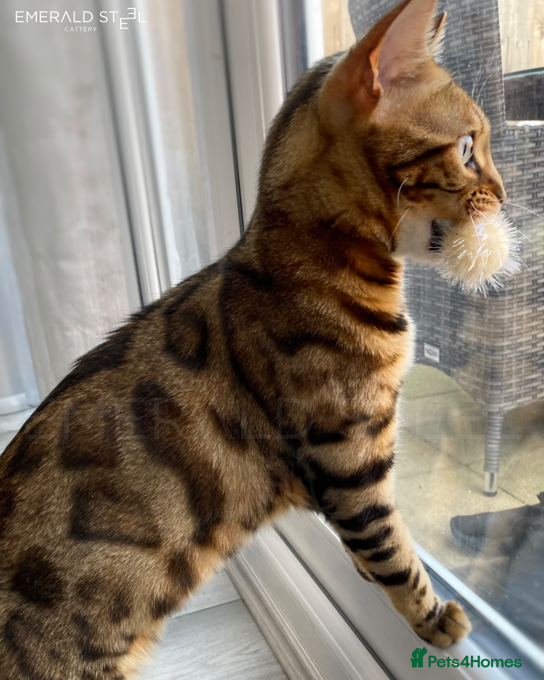 Bengal cats for sale: ⭐️TICA Triple Grand Champion⭐️ - Image 10