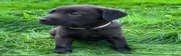 Mixed Breed dogs for sale: HUNTADOR PUPPIES READY FOR THEIR NEW HOMES!  - Advert 5
