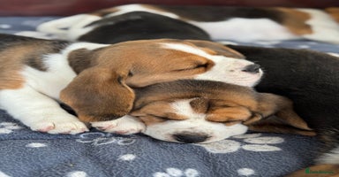 Beagle dogs - Advert 4