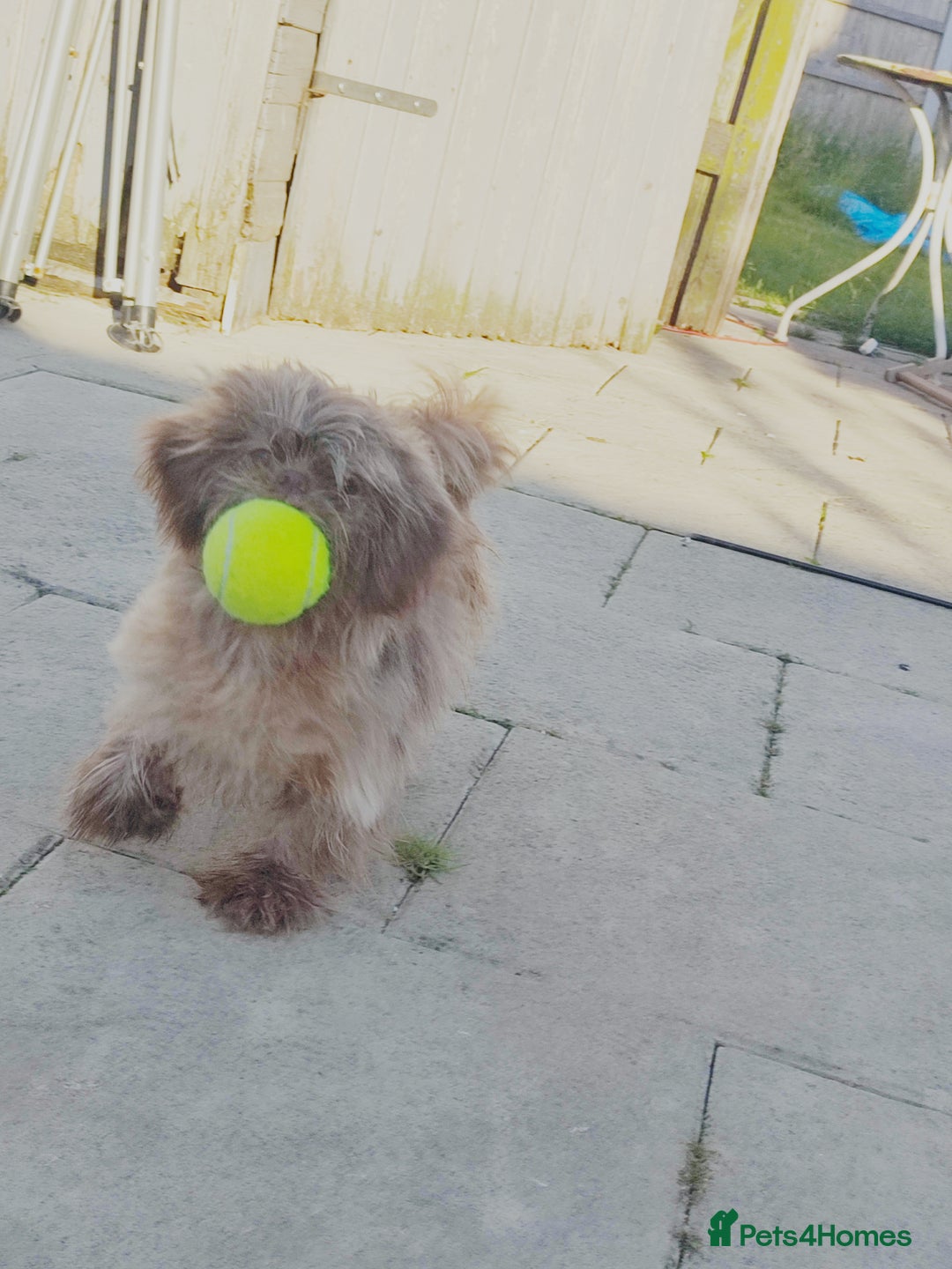 Shih Tzu dogs for sale: Imperial Shih Tzu - Advert 2