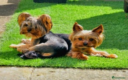 Yorkshire Terrier dogs for sale: Miniature yorkshire terrier puppy - Advert 9
