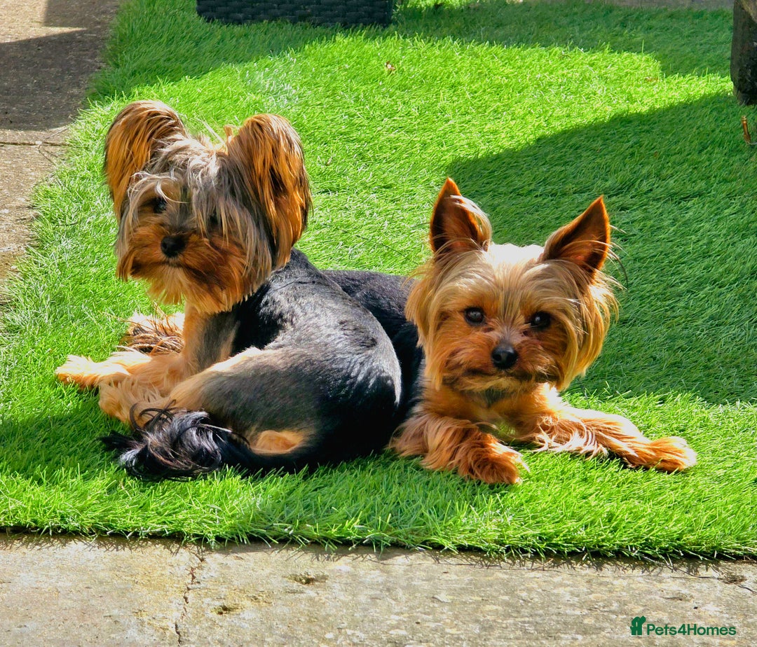 Yorkshire Terrier dogs for sale: Miniature yorkshire terrier puppy - Advert 9