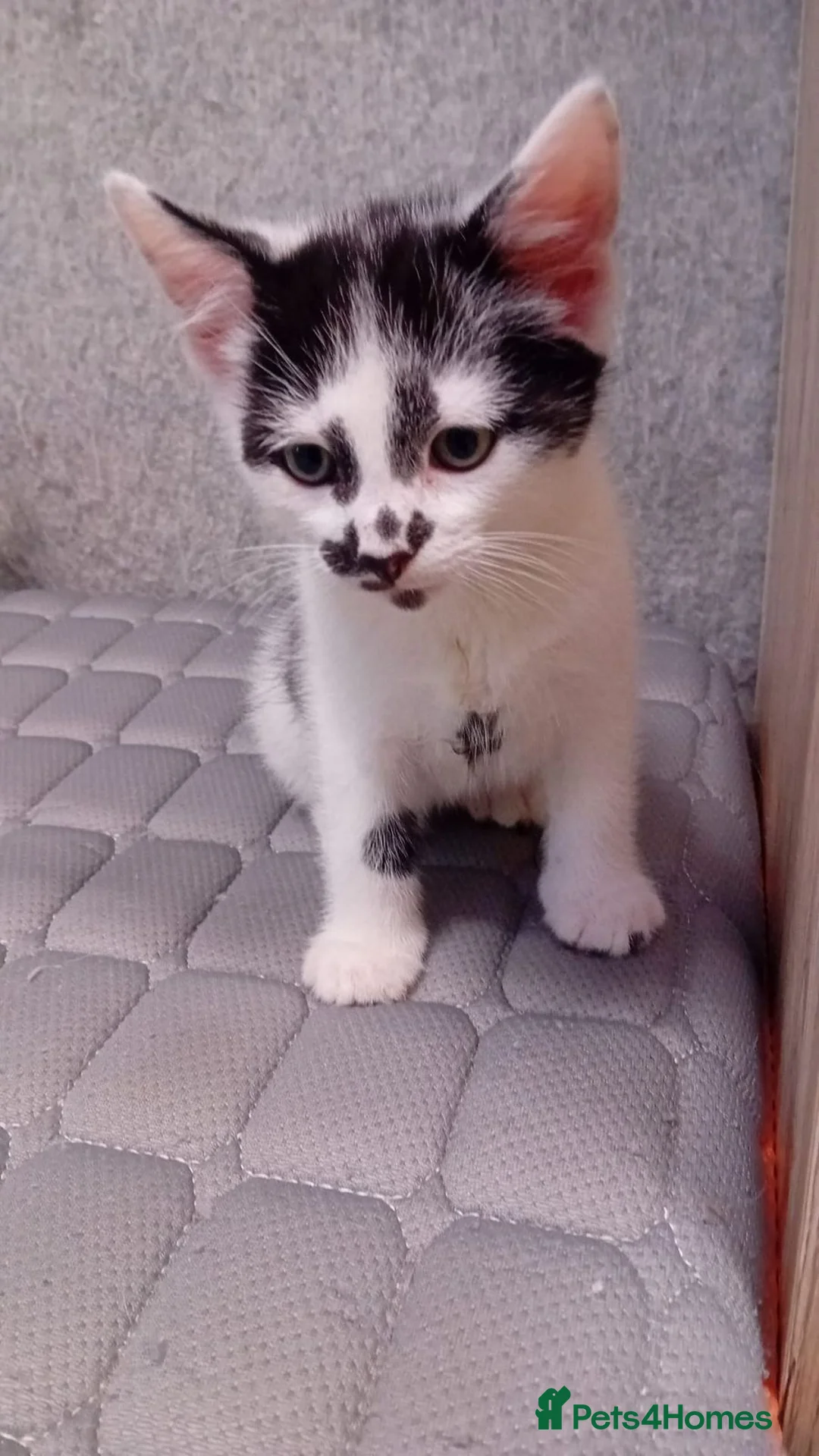 Mixed Breed cats for sale: Friendly kitten - Advert 2