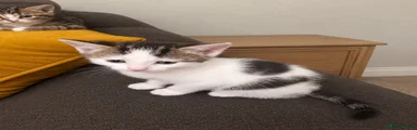 Bengal 2