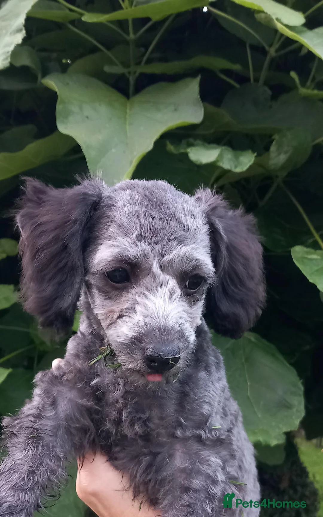 Toy Poodle dogs for sale: ❤️‍🔥Silver toy poodle girl❤️‍🔥 - Advert 4
