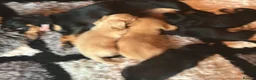 Miniature Dachshund dogs for sale: Miniature Dachsund puppies - Advert 3