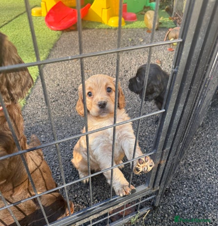 Cocker Spaniel dogs - Advert 9