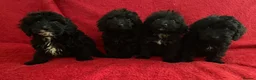 Cockapoo dogs for sale: F1 Black Cockapoo puppies - Advert 4