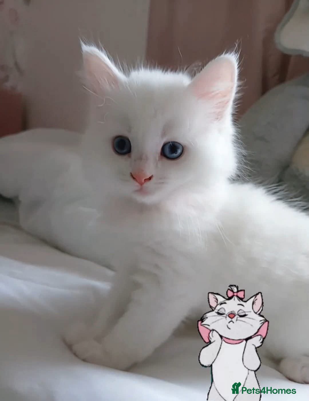 Ragdoll cats Ragdoll mix turkish angora kitten - Advert 10