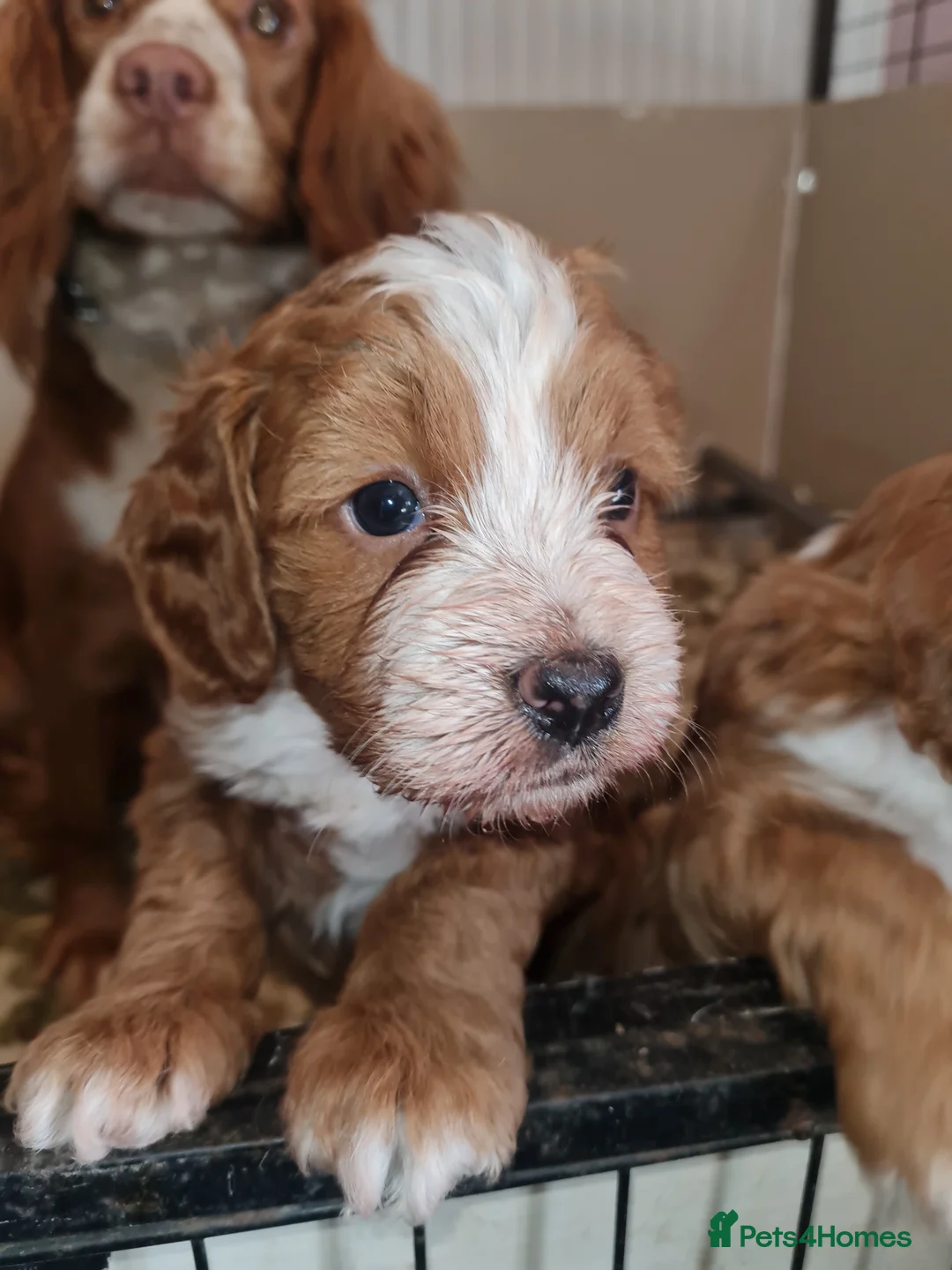Cockapoo dogs for sale: Ready to go Heath tested F1 toy cockapoo girls - Advert 19