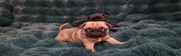 Pug dogs for sale: 2 Adorable pug puppies for sale  - Advert 24