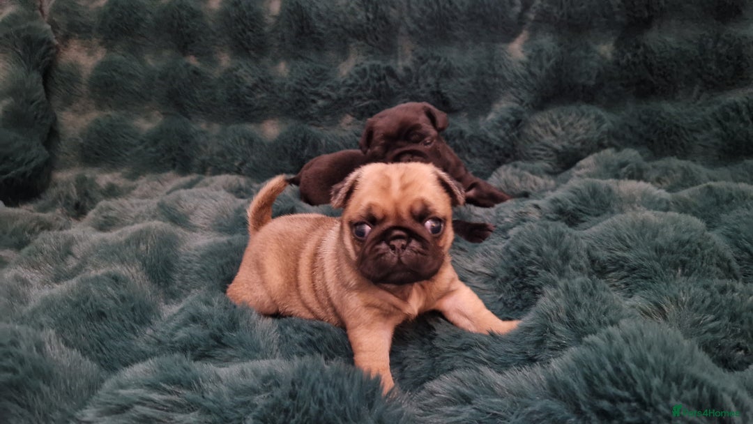 Pug dogs for sale: 2 Adorable pug puppies for sale  - Advert 24