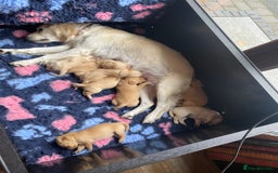 Goldador dogs for sale: Gorgeous Labrador/golden retriever puppies - Image 10