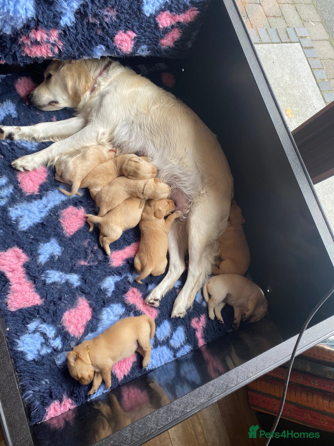 Goldador dogs for sale: Gorgeous Labrador/golden retriever puppies - Image 10