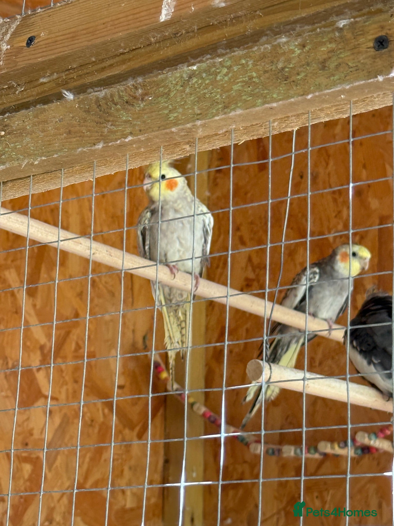 Cockatiels birds Young beautiful and healthy cocktails and budgies  - Advert 2