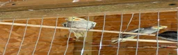 Cockatiels birds for sale: Young beautiful and healthy cocktails and budgies  - Advert 1