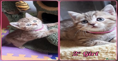 Mixed Breed cats - Advert 2