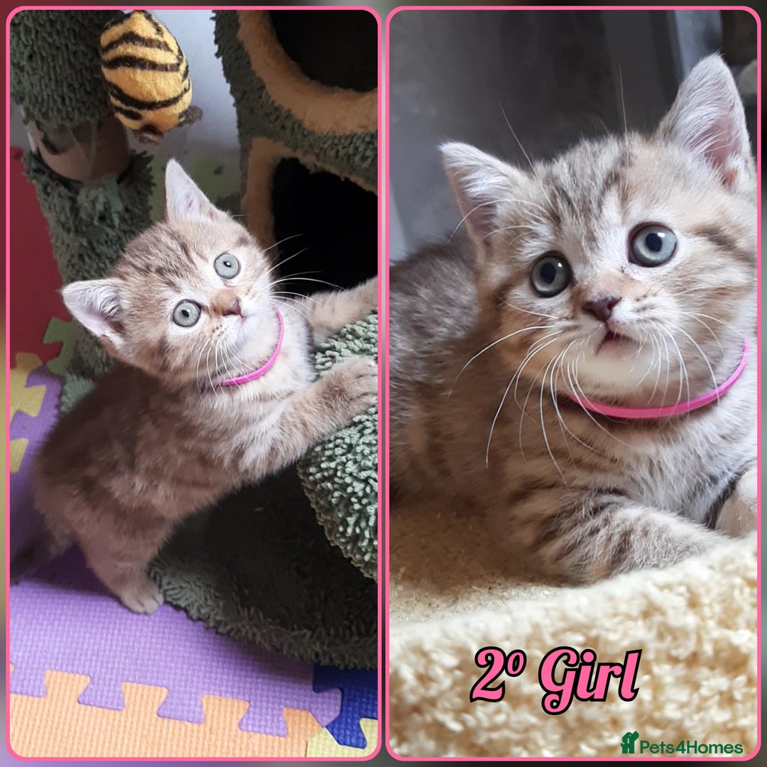 Mixed Breed cats for sale: British kittens 🐾 - Image 3