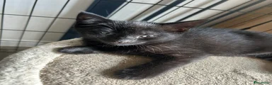 Mixed Breed Kitten 1