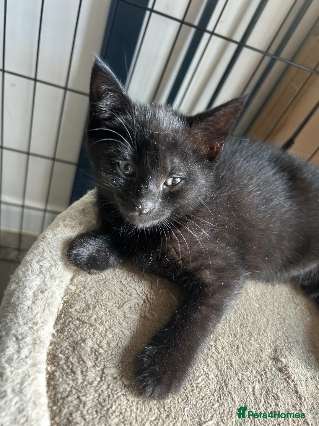 Mixed Breed cats for sale: Ready for new homes now! in Lichfield - Advert 8