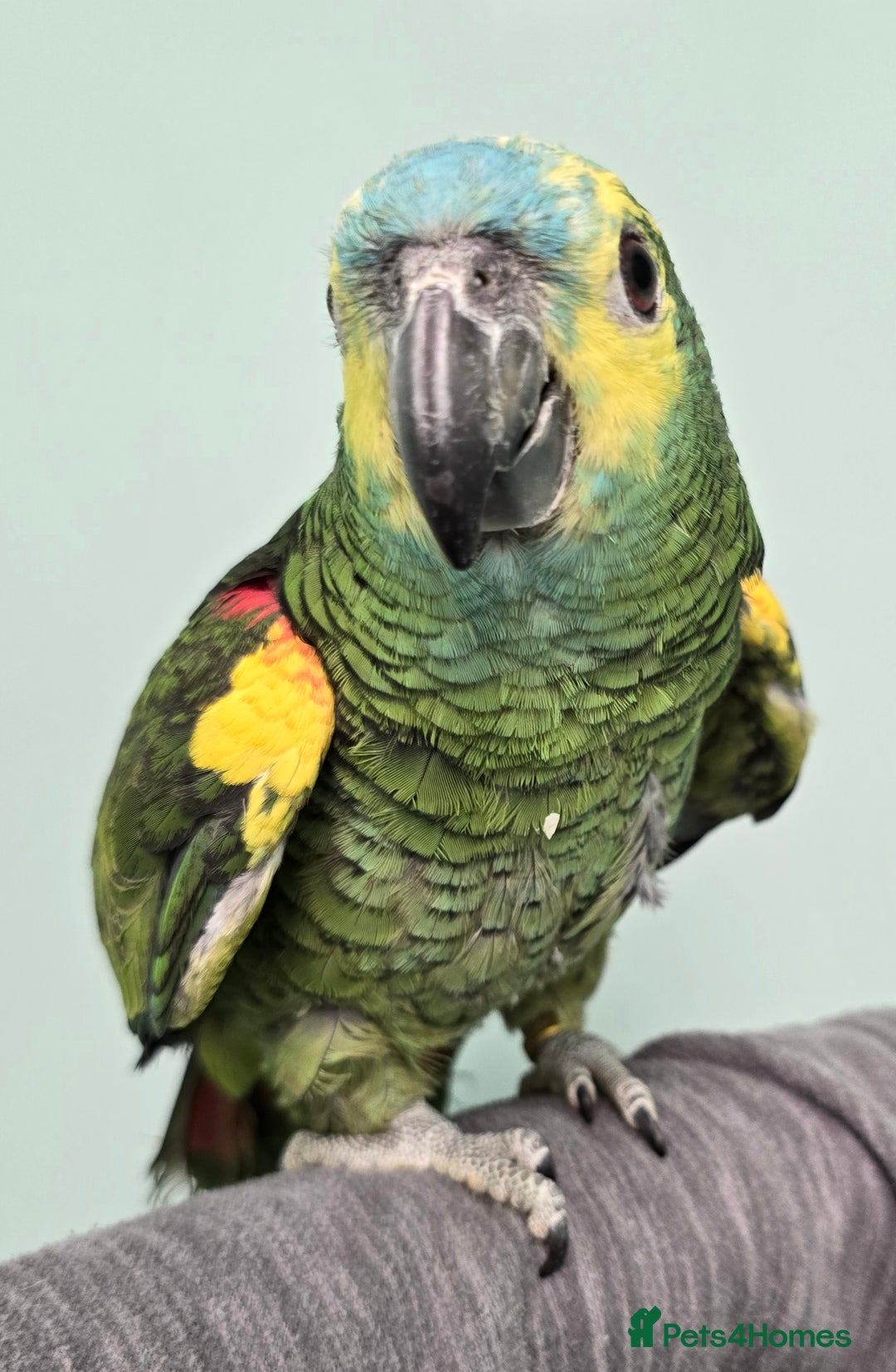 Parrots birds for sale: Cheeky Handreared Amazon's, Galah's & Caique's!!! - Advert 3